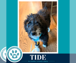 Tide (Seashore Squad) 101726 - Female Mutt Dog for Adoption - Small photo