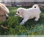 Small Photo #1 Coton de Tulear Puppy For Sale in HUNTINGTN BCH, CA, USA