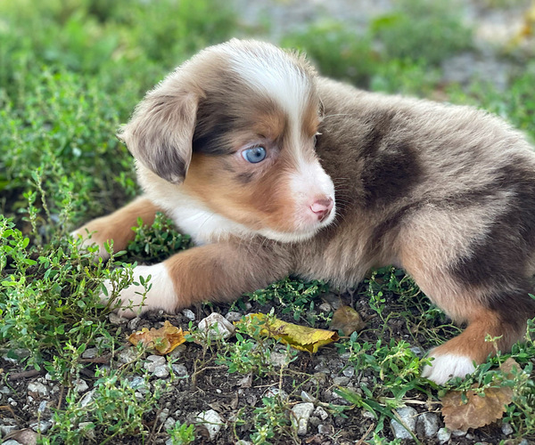 Medium Photo #4 Miniature Australian Shepherd Puppy For Sale in PERU, NE, USA