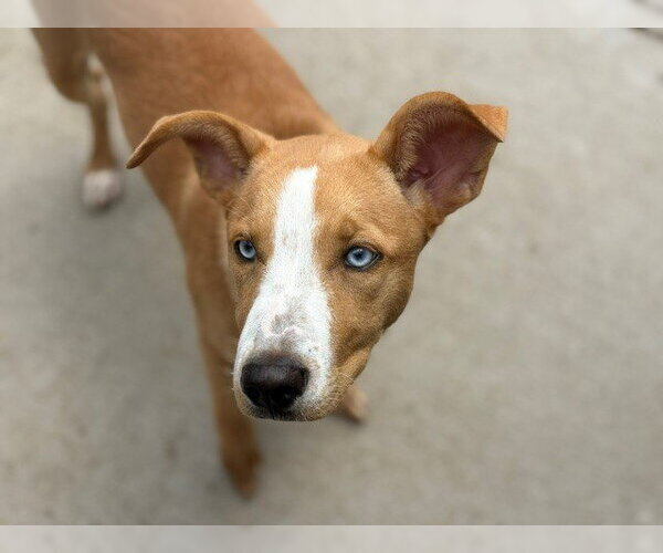 Medium Photo #1 Mutt Puppy For Sale in Tulsa, OK, USA