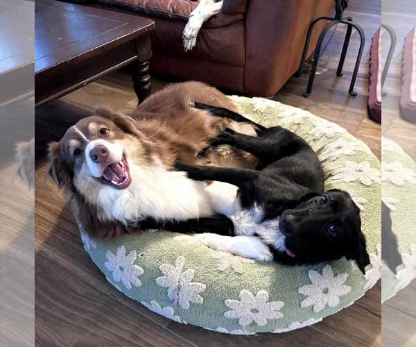 Medium Photo #3 Borador Puppy For Sale in HOUSTON, TX, USA