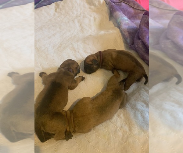 Medium Photo #13 Boerboel Puppy For Sale in LAS CRUCES, NM, USA