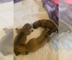 Small Photo #13 Boerboel Puppy For Sale in LAS CRUCES, NM, USA