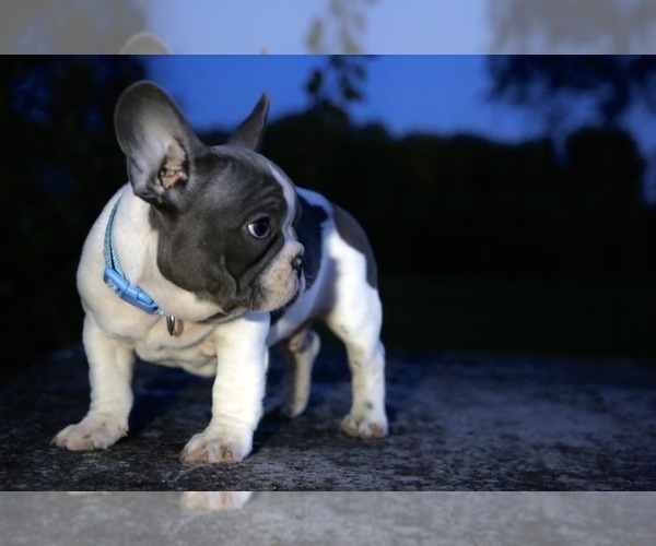 Medium Photo #6 French Bulldog Puppy For Sale in METUCHEN, NJ, USA