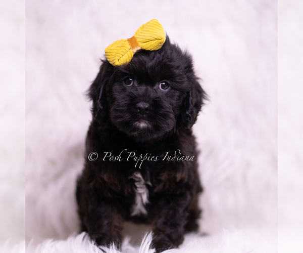 Medium Photo #23 Cavapoo (Miniature) Puppy For Sale in WARSAW, IN, USA