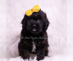 Small Photo #23 Cavapoo (Miniature) Puppy For Sale in WARSAW, IN, USA