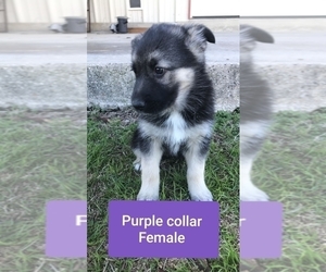 German Shepherd Dog Puppy for sale in DECATUR, TX, USA