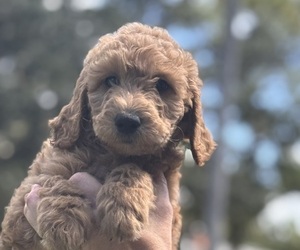 Medium Goldendoodle