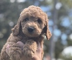 Puppy Green Goldendoodle