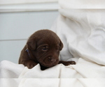 Small #5 Labrador Retriever