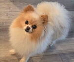 Small Photo #1 Pomeranian Puppy For Sale in MENIFEE, CA, USA