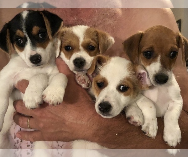 Medium Photo #18 Jack Russell Terrier Puppy For Sale in MABLETON, GA, USA