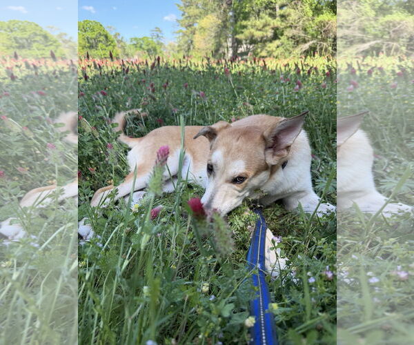 Medium Photo #2 Gerberian Shepsky Puppy For Sale in The Woodlands, TX, USA