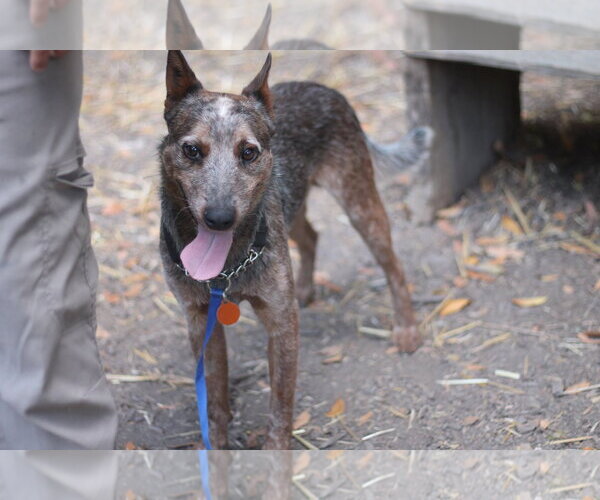 Medium Photo #3 Mutt Puppy For Sale in Paso Robles, CA, USA