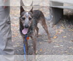 Small #2 Mutt