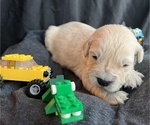 Small #5 Golden Retriever