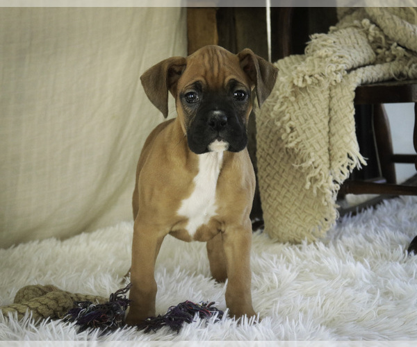 Medium Photo #7 Boxer Puppy For Sale in SHIPSHEWANA, IN, USA