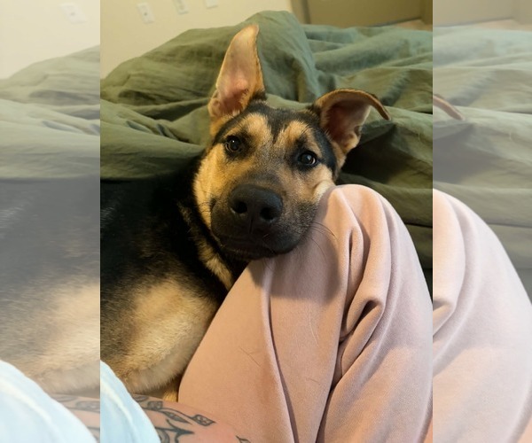 Medium Photo #3 Mutt Puppy For Sale in Holly Springs, NC, USA