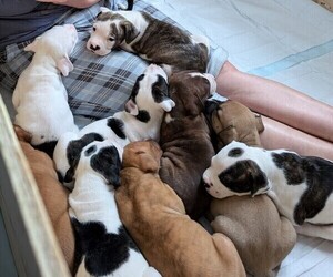 American Bully-Dogo Argentino Mix Litter for sale in Hamilton, Ontario, Canada