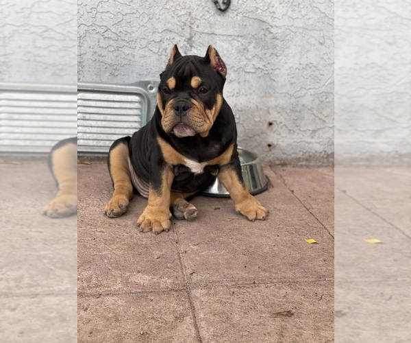 Medium Photo #4 American Bully Puppy For Sale in VALLEJO, CA, USA