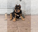 Small Photo #4 American Bully Puppy For Sale in VALLEJO, CA, USA