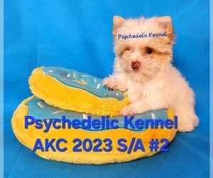 Pomeranian Puppy for sale in DECATUR, GA, USA