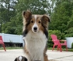 Small #4 Shetland Sheepdog