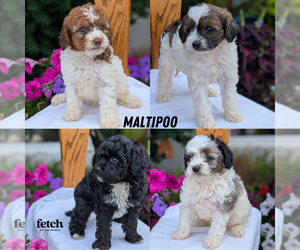 Maltipoo (Toy) Puppy for sale in GOSHEN, IN, USA
