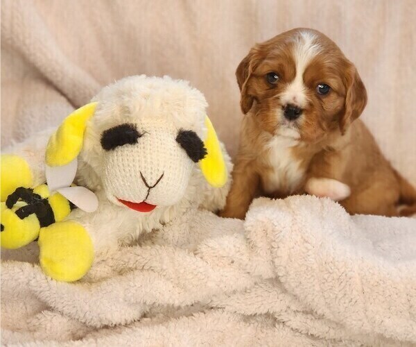 Medium Photo #5 Cavalier King Charles Spaniel Puppy For Sale in ALTON, NH, USA