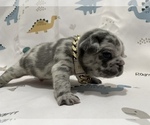 Small Photo #18 French Bulldog Puppy For Sale in NEWARK, NJ, USA