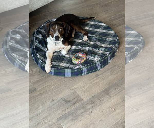Medium Photo #5 Beagle-Unknown Mix Puppy For Sale in Woodbury, NY, USA