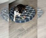 Small #4 Beagle Mix
