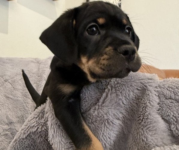 Medium Photo #23 Bernedoodle-French Bulldog Mix Puppy For Sale in EL DORADO HILLS, CA, USA