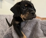 Small Photo #23 Bernedoodle-French Bulldog Mix Puppy For Sale in EL DORADO HILLS, CA, USA