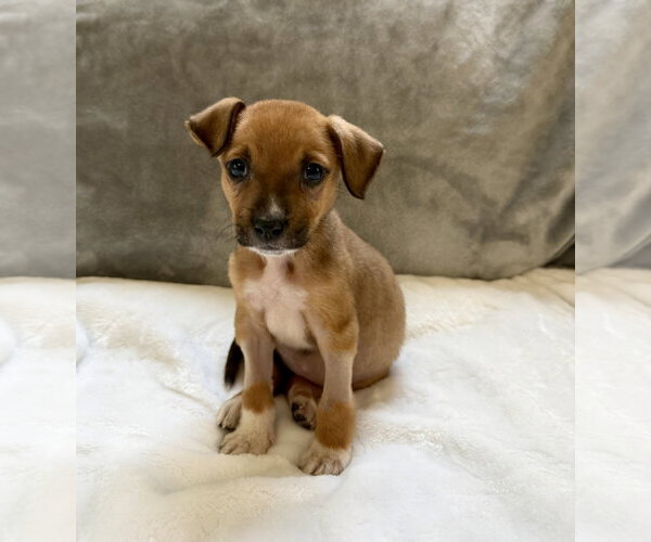Medium Photo #3 Mutt Puppy For Sale in Plainfield, IL, USA