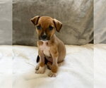 Small Photo #3 Mutt Puppy For Sale in Plainfield, IL, USA