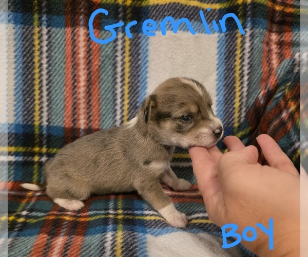 Medium Photo #10 Chizer Puppy For Sale in MONTEZUMA, GA, USA