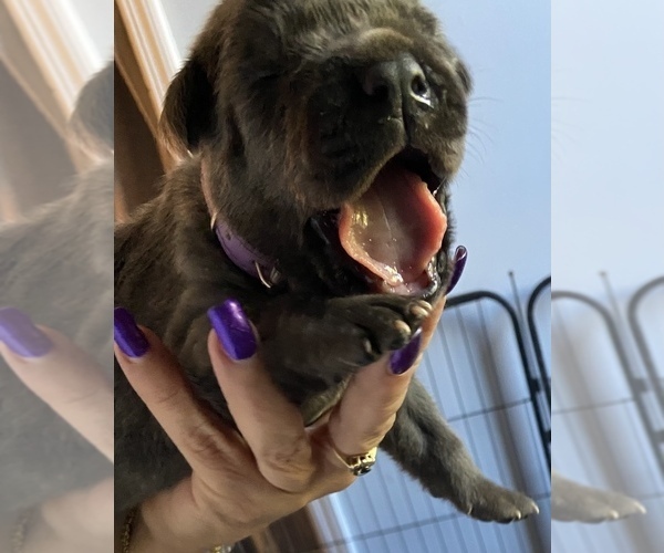 Medium Photo #10 Cane Corso Puppy For Sale in LONG BRANCH, NJ, USA