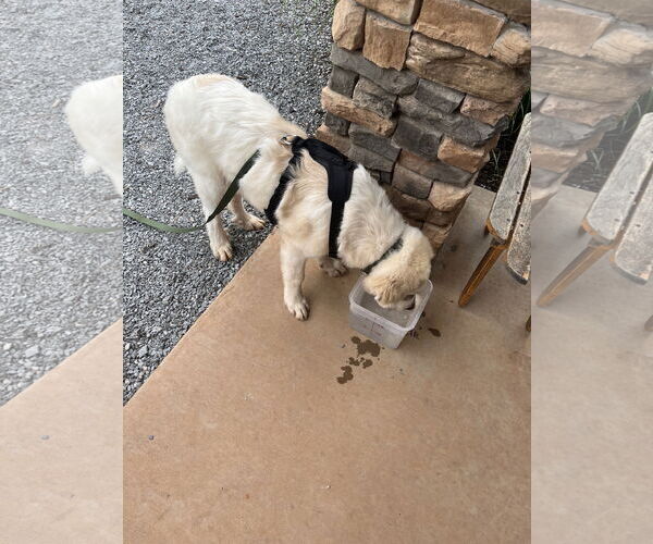 Medium Photo #3 Great Pyrenees Puppy For Sale in Rustburg, VA, USA