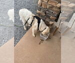 Small #2 Great Pyrenees