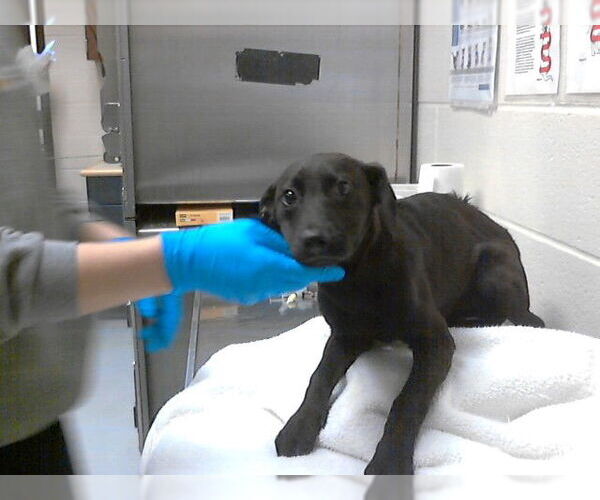 Medium Photo #1 Mutt Puppy For Sale in Fayetteville, NC, USA