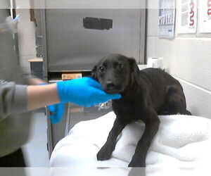 Mutt Dogs for adoption in Fayetteville, NC, USA