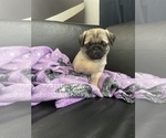 Small Photo #12 Pug Puppy For Sale in LITTLE FALLS, NJ, USA