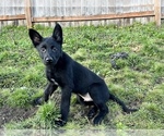 Puppy 0 Belgian Malinois