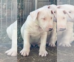 Small Photo #5 Bull Terrier Puppy For Sale in LONG BEACH, CA, USA