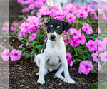 Puppy 1 Toy Fox Terrier-Unknown Mix