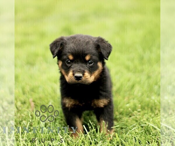 Medium Photo #5 Rottweiler Puppy For Sale in CHRISTIANA, PA, USA