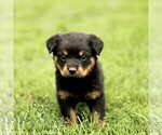 Small #4 Rottweiler