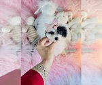Small #17 Poodle (Toy)