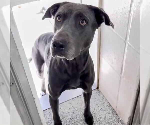 Medium Photo #3 Labrador Retriever Puppy For Sale in Houston, TX, USA